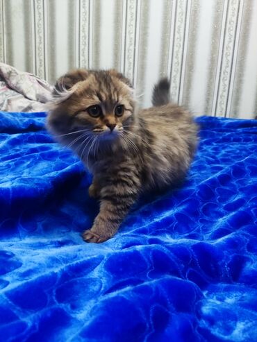 купить британского короткошерстного котенка: Шотландские вислоухие котята (Scottish Fold) - Порода: шотландская