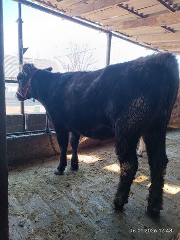 Коровы, быки: Продаю | Корова (самка) | Полукровка | Для разведения | Стельные — 8