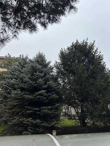 Ель: Высота 3-7 метров — 6