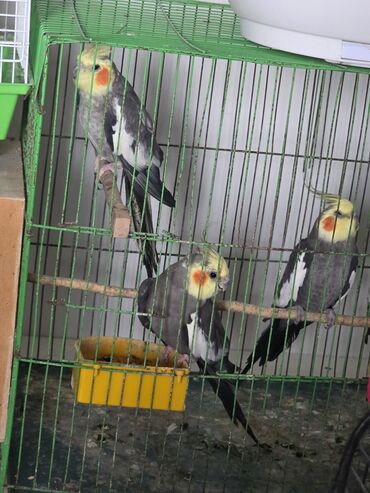 купить кота в баку: Salam 1 cütü hazır bala vermiş quşdu yenede yuva qızdırır biride tek