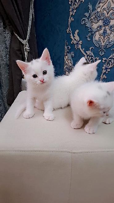 kirpi heyvan: Yaxşı əllərə — 4