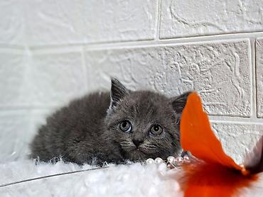 Продажа кошек: Продаётся шотландская девочкаскоттиш-страйт,окрас голубой,возраст at lalafo.kg — 4 Продажа кошек: Продаётся шотландская девочкаскоттиш-страйт,окрас голубой,возраст — 4