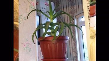 Алоэ: АЛОЭ Древовидные ("Столетники"). Возраст: от 3 лет и больше — 20