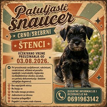 serbia dogs: Patuljasti šnaucer-crno/srebrni štenci-očekivano vreme preuzimanja od — 3