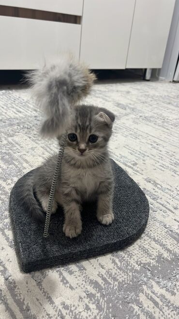 купить домик для кота: Кошка шотландской породы чистокровка