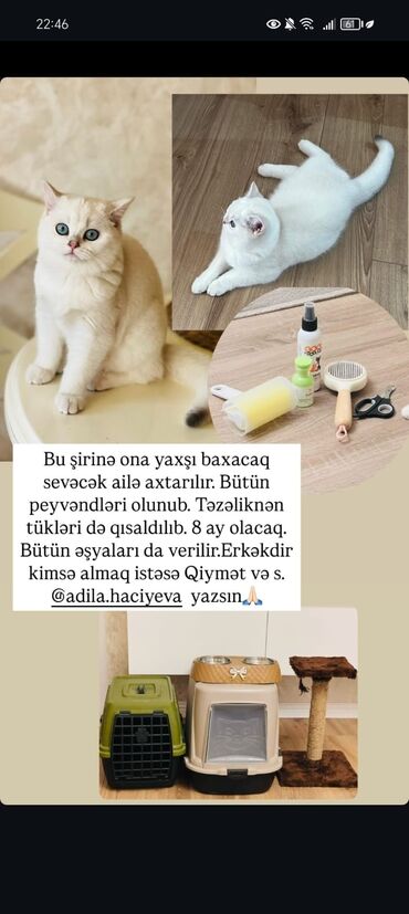 Pişiklər: Şinşilla, Erkək, Yaxşı əllərə, Ünvandan götürmə