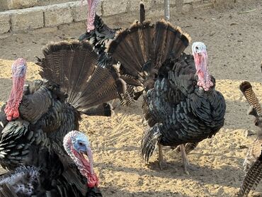 Hinduşka: Erkək, Damazlıq — 4