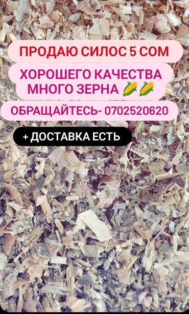 Корма для с/х животных: Продаю силос 5 сом самовывоз адрес савхоз Фрунзе кому интересно