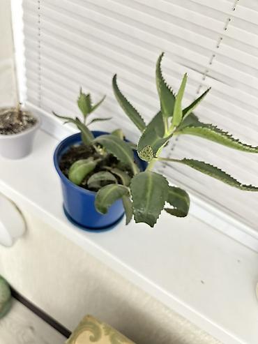 розы садовые: Каланхоэ лечебное растение Дегремона (Kalanchoe daigremontiana) — 4