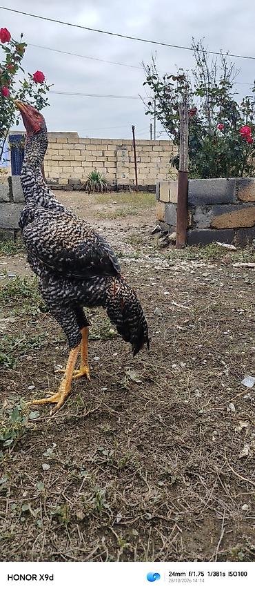 tutuquşu show jumbo: Pleymut bece satılır 6 ayına keçib hundur vıdlı becedı tam saglamdı — 1