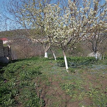 Torpaq sahələrinin satışı: Kənd təsərrüfatı — 12