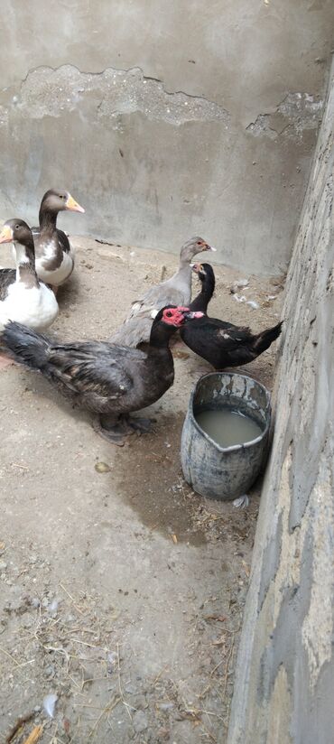 heyvanlar quşlar: Tecli satlir 2 diwi 1 erkeg lavanda lal ordek unvan qobu yolu