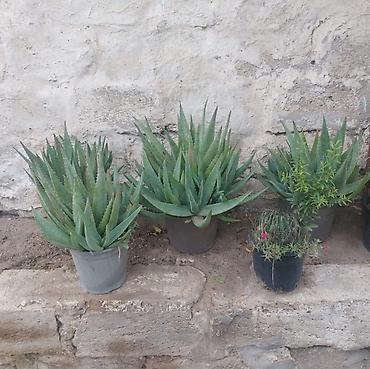 алоэ пайдасы: Aloe vera (sukkulent) – dibçək bitkisi - Növ: Aloe vera (Aloe — 3