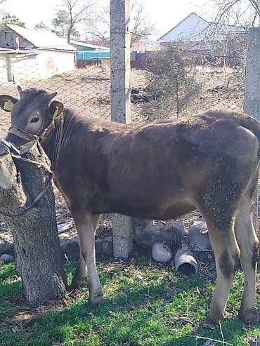 Коровы, быки: Продаю | Тёлка | Полукровка | На откорм | Привязанные — 2