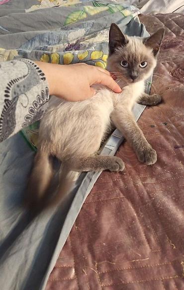 котёнок без породы: Котёнок девочка возраст около 4 месяцев, с окраской колор-пойнт — 1