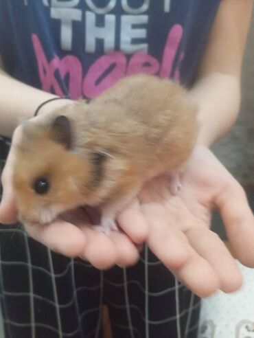 Gəmiricilər: Salam. Disi xomyak satilir. Qefesle birge. Qefesde gorduyunuz her sey -da lalafo.az — 1 Gəmiricilər: Salam. Disi xomyak satilir. Qefesle birge. Qefesde gorduyunuz her sey — 1