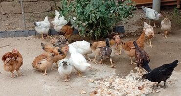 K/t heyvanları üçün mallar: Toyuq, Damazlıq, Ünvandan götürmə