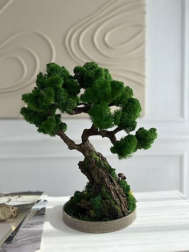 Декоративные цветы: Бонсай ручной работы из натурального стабилизированного мха от 1500 — 32