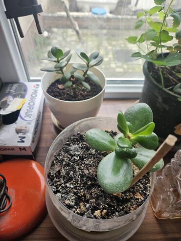 Otaq bitkiləri: Güllər . Kaktus, pul gülü, kolanxoe -da lalafo.az — 4 Otaq bitkiləri: Güllər . Kaktus, pul gülü, kolanxoe — 4