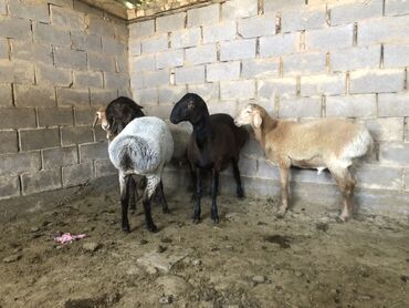 продажа домашних кур: Продаю | Овца (самка)