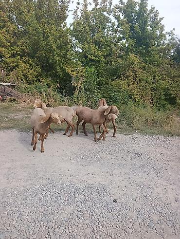 собака жалал абад: Сатам | Козу | Арашан | Асыл тукумдуу — 4