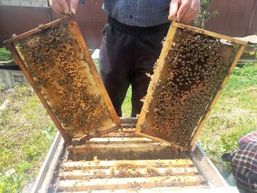 ismayilli buynuz kendi: Salam arı ailesi satılır 10 ramka 10 çercive qutusuz 200 qutuyla