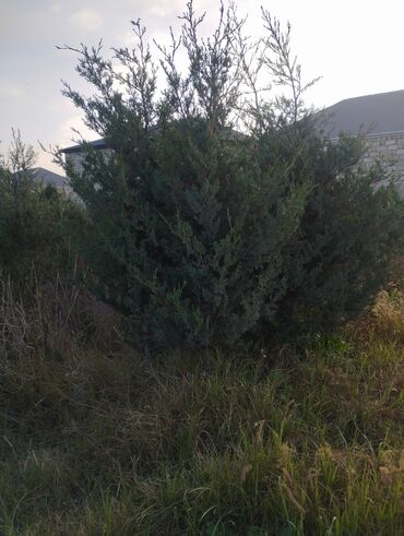 Şitillər: Satılır: iynəyarpaq şam ağacları (fidanlar) - Növ: Şam (Pinus) – — 18