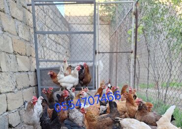 kend toyuqu: Курица, Для яиц, Самовывоз, Бесплатная доставка