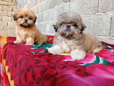 it satisi: Pekines, 2 ay, Erkək, Ödənişli çatdırılma — 2