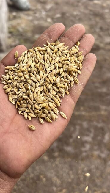 пшеница ячмень: Продаю ячмень местный чистый сухой без запаха в мешках и россыпью