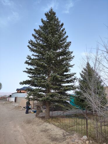 продажа новогодних елок: Продается голубая ель Высотой 15 метров Самовывоз Находится в