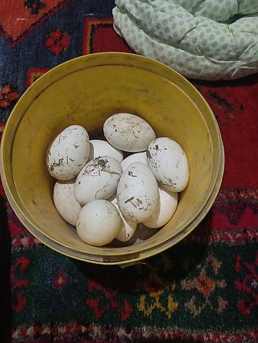 qaz cuceleri: Qaz yumrtasi 2manat — 1