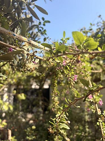 Şitillər: Goji giləmeyvəsi ştili (Lycium barbarum) 1 və 2 illik goji kolları — 12