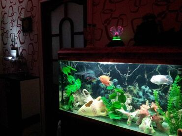 balıq akvarium: Akvarium-225 Litr. *Zavod Istehsali + Skaf *Avtomatik temizleme