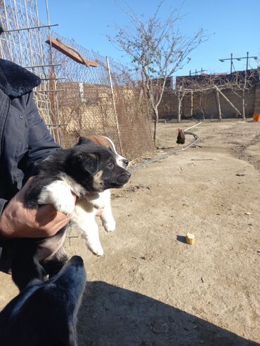 İtlər: Zvanoklar 2 aylıq tam saglam — 3