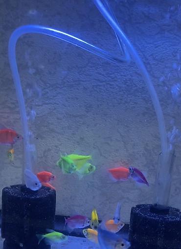 akvarium balıq novləri: Glofish, Sülhsevər, Ünvandan götürmə, Pulsuz çatdırılma, Ödənişli çatdırılma — 5