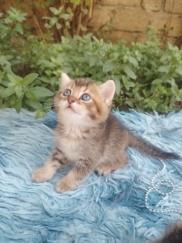 Животные: Золотая шиншилла, Самец, В добрые руки, Самовывоз — 2