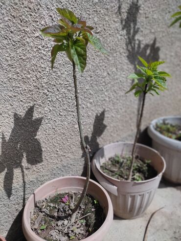 фасоль цена бишкек: Көчөттөр дарактардын: Өзү алып кетүү, Акылуу жеткирүү