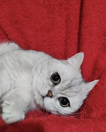 шатланские котята: Скотиш Страйт (Шотландская прямоухая), 2 года, Мальчик, Серебристая шиншилла, Приучена к лотку, Проглистована, С прививками — 6