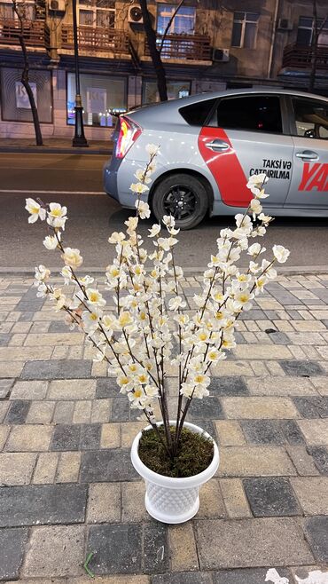 Ağaclar: Depodan bir basa satis 70azn baslayan dekarativ suni agaclar topdan — 10