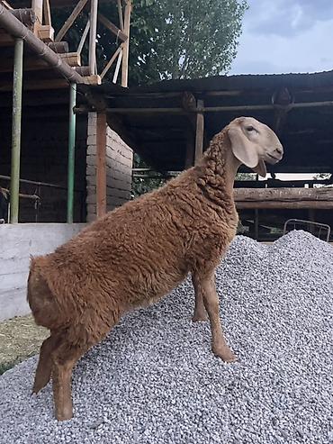 Продам с/х животных: Продаю | Овца (самка), Ягненок | Арашан | Для разведения — 1