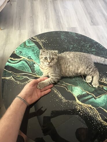 Шиншилла, Самка, В добрые руки, Самовывоз