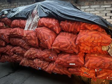 цена на помидоры в бишкеке: Продается сухая кукуруза цена 17 сумов
