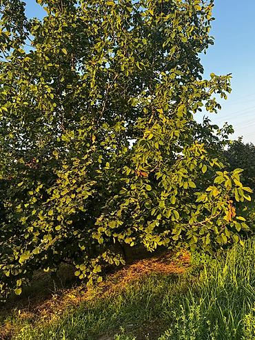 yeni əmlak az: 237 sot, Kənd təsərrüfatı, Mülkiyyətçi, Kupça (Çıxarış) — 7