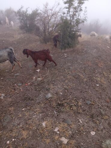 halep keçisi satilir: Erkək, Hələb, il: 1, 20 kq, Damazlıq, Ünvandan götürmə