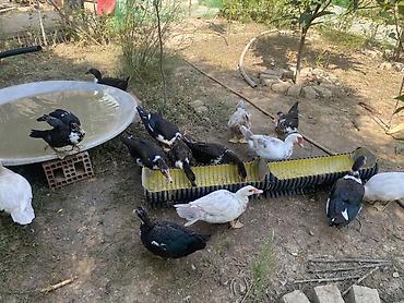 Ördəklər: Hər qiymətə var. Hamısı sağlam ördəklərdi🤤👍 Al apar bişir ye Hər — 6