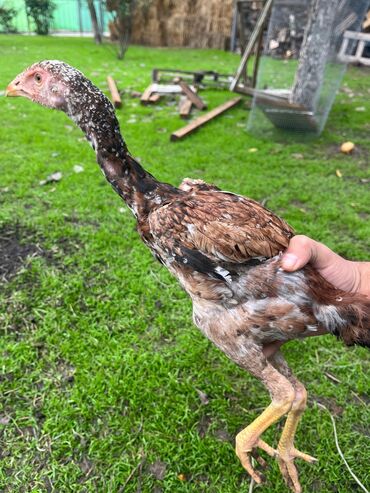 Cücələr: Toyuq cücələri, Damazlıq — 12