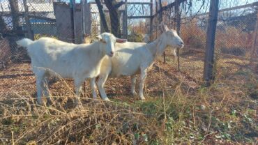 сколько стоит собака породы доберман: Продаю | Коза (самка) | Для молока