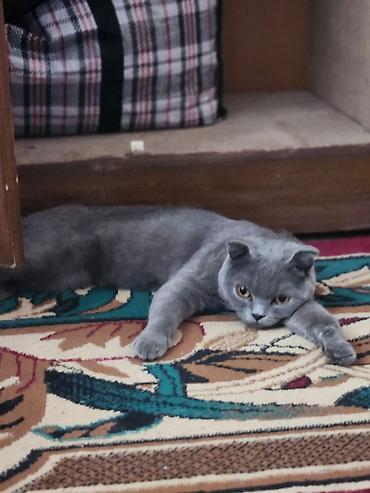 кошка вислоухая: Шотландская вислоухая кошка (Scottish Fold), окрас голубой (плотный — 3