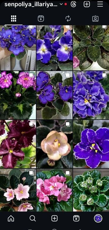 Фиалки и глоксинии: В продаже детки,пасынки сортовых мини и полумини фиалок 🌺🌿🌺 at lalafo.kg — 17 Фиалки и глоксинии: В продаже детки,пасынки сортовых мини и полумини фиалок 🌺🌿🌺 — 17